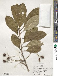 Chionanthus virginicus image
