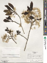 Chionanthus virginicus image