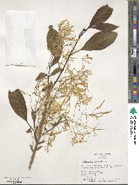 Chionanthus virginicus image