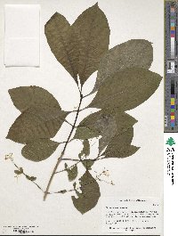 Chionanthus virginicus image