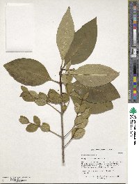 Chionanthus virginicus image