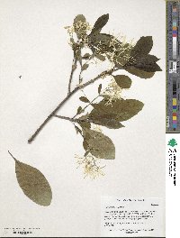 Chionanthus virginicus image