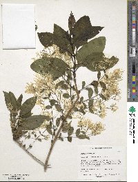 Chionanthus virginicus image