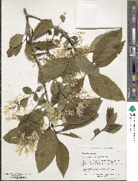 Chionanthus virginicus image