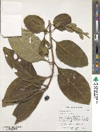 Chionanthus virginicus image