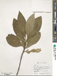 Chionanthus virginicus image