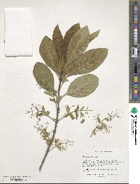 Chionanthus virginicus image