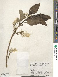 Chionanthus virginicus image