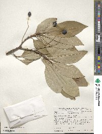 Chionanthus virginicus image