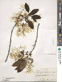 Chionanthus virginicus image