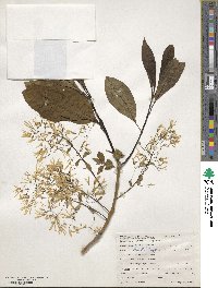 Chionanthus virginicus image