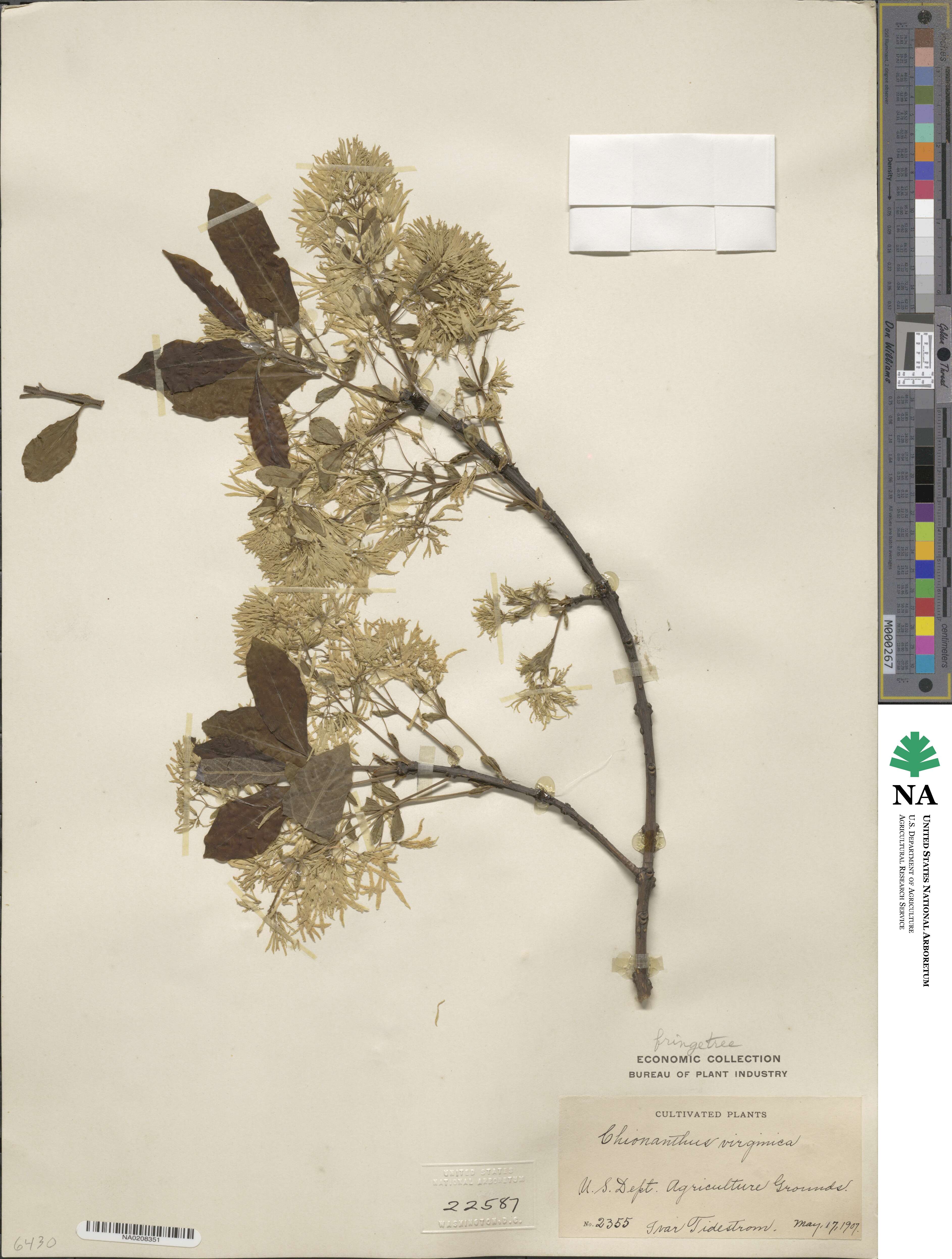 Chionanthus virginicus image
