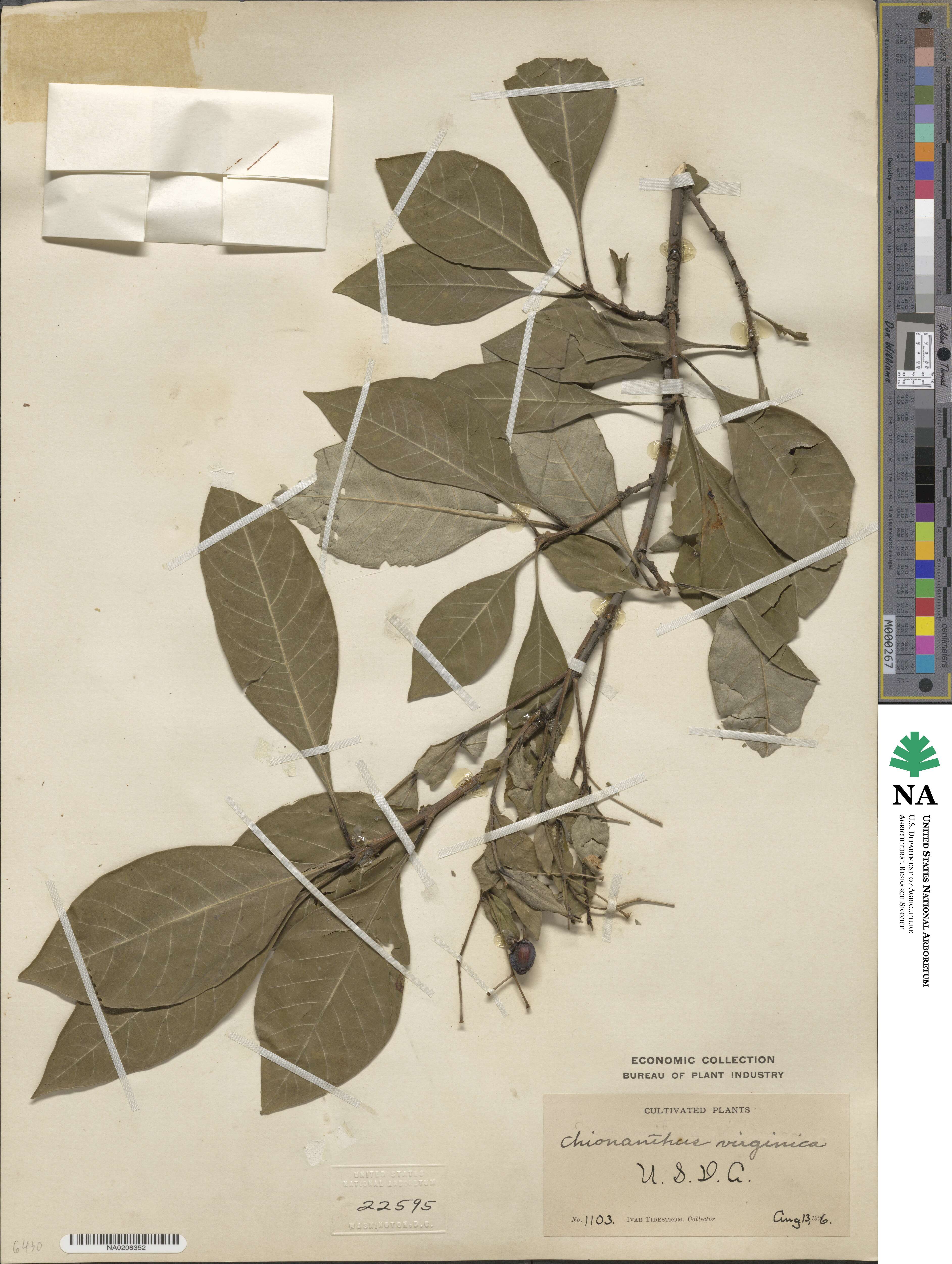 Chionanthus virginicus image