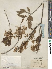 Chionanthus virginicus image