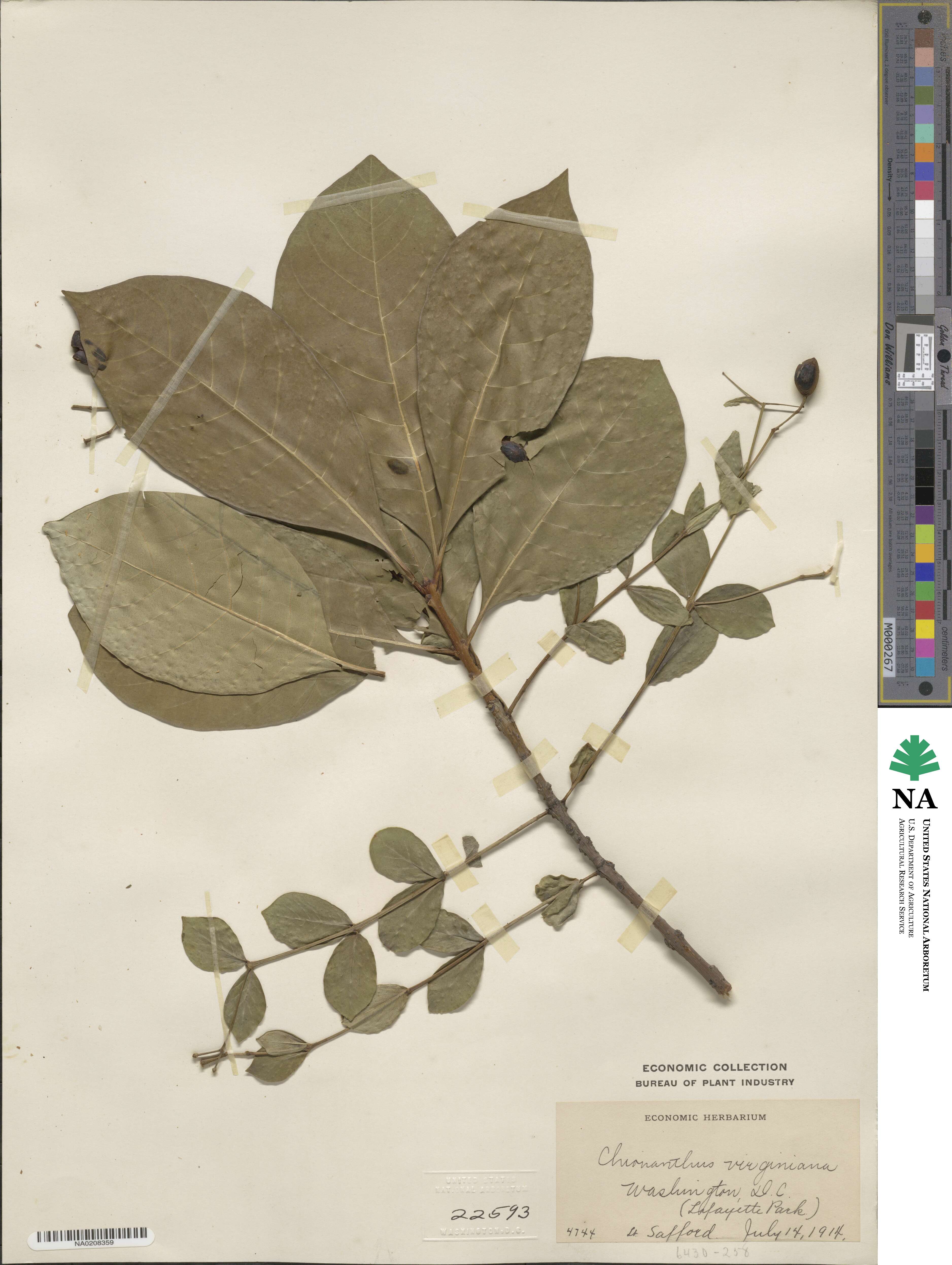 Chionanthus virginicus image