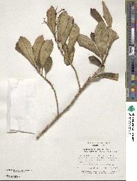 Image of Haenianthus salicifolius