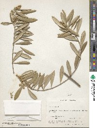 Olea europaea image