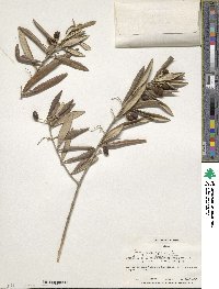 Olea europaea image