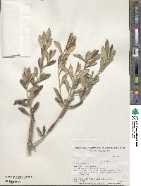 Olea europaea image