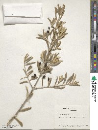 Olea europaea image