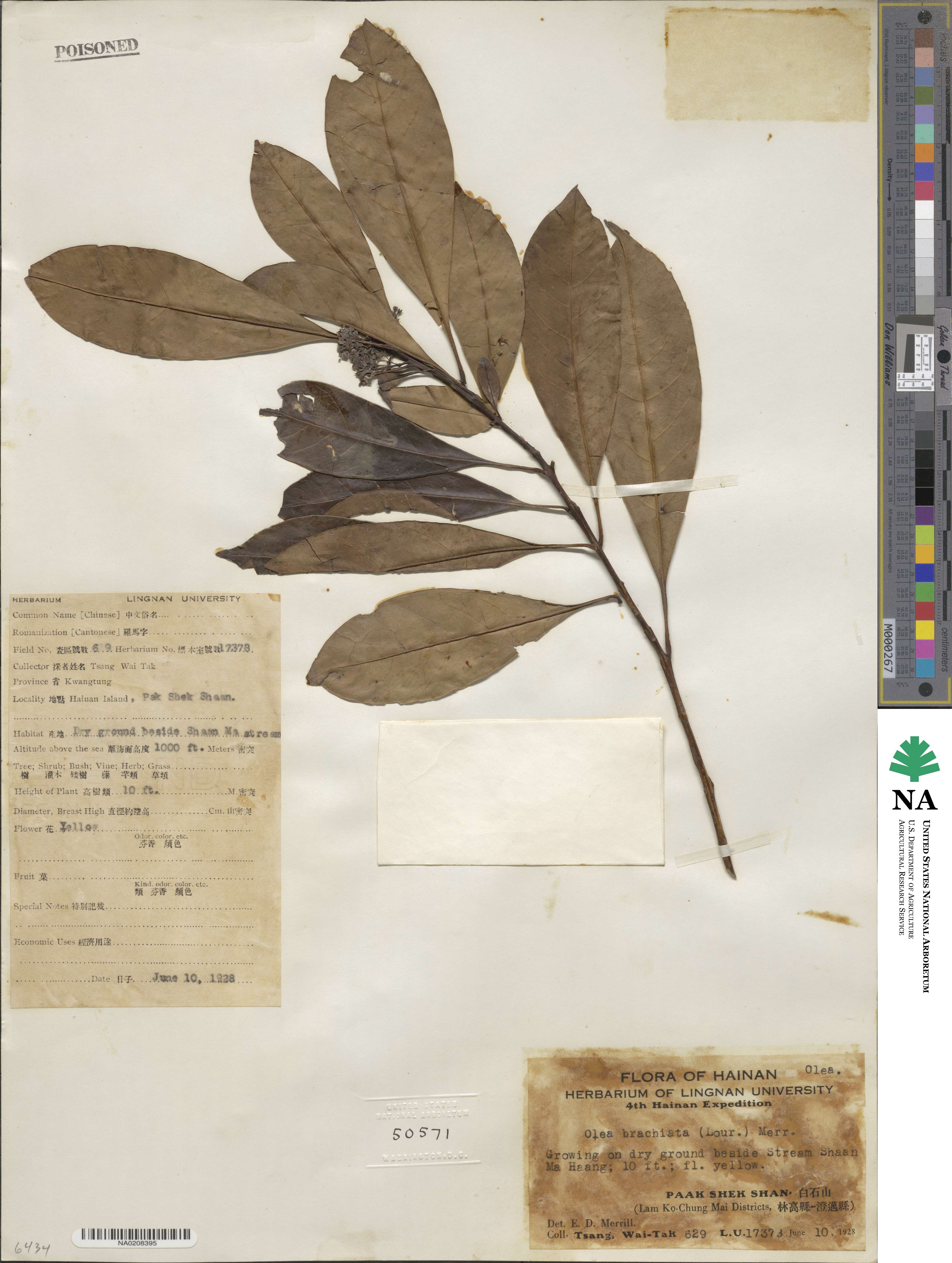 Tetrapilus brachiatus image