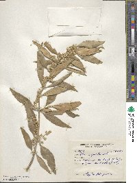 Olea europaea subsp. cuspidata image