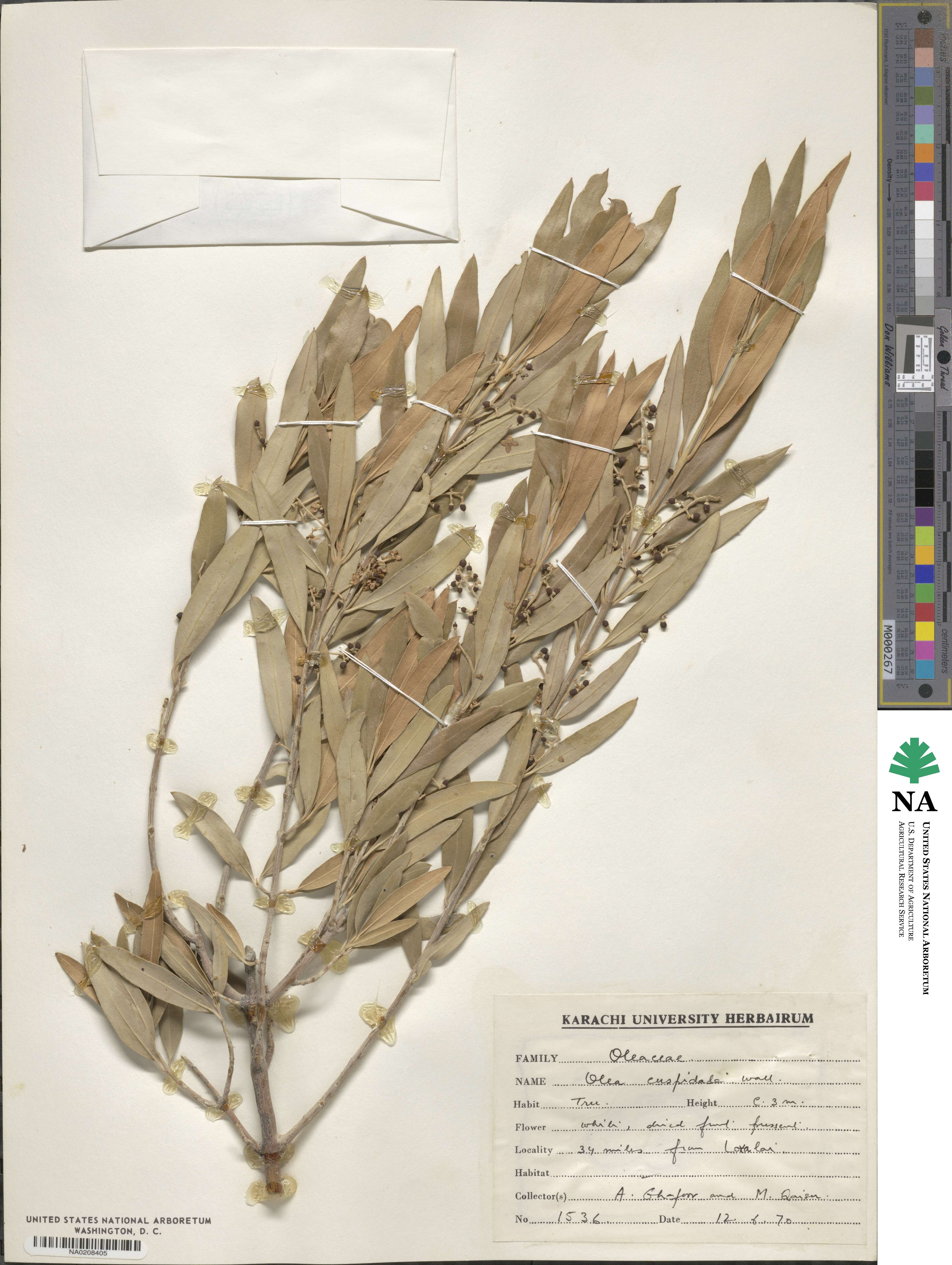 Olea europaea subsp. cuspidata image