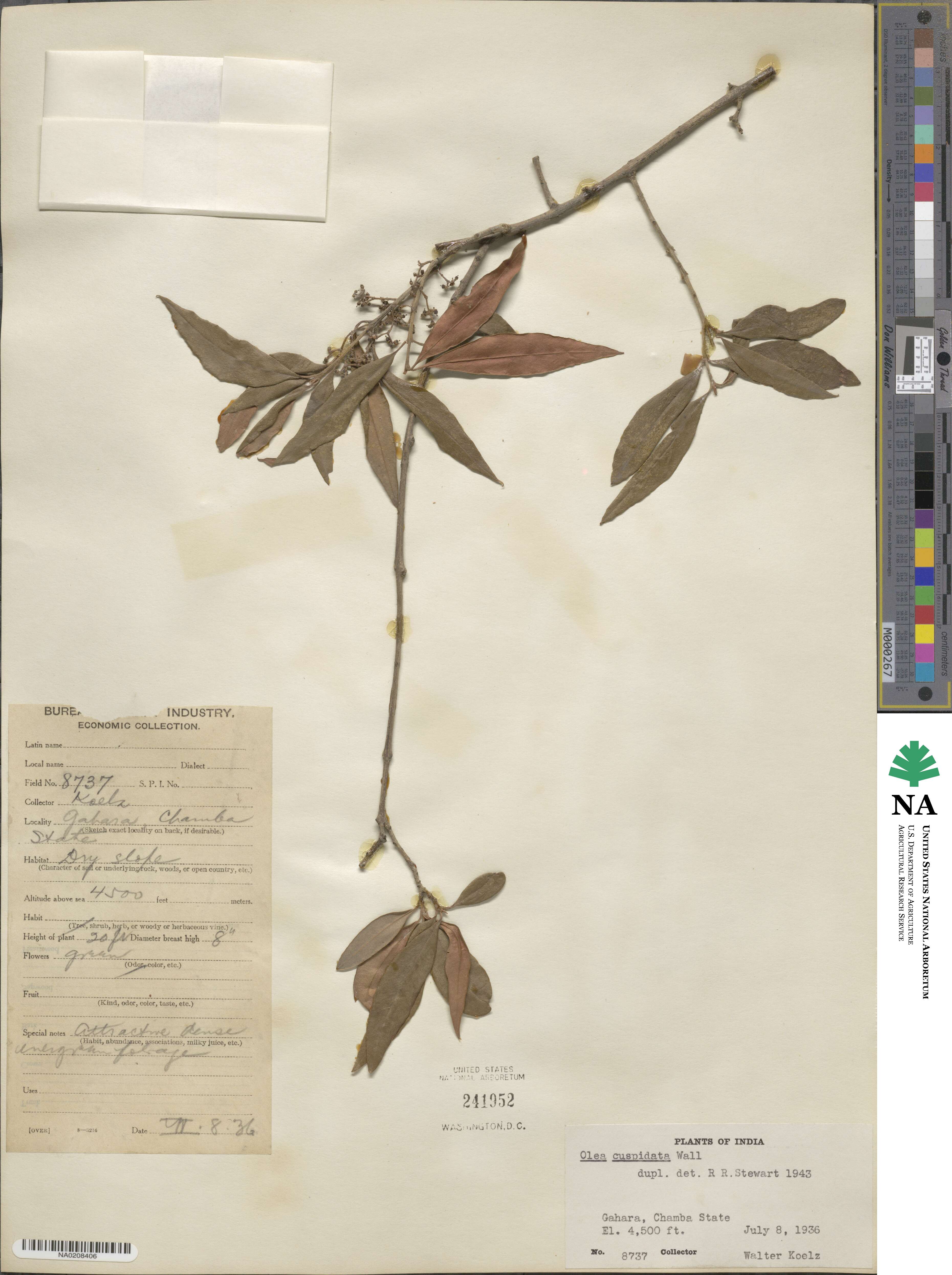 Olea europaea subsp. cuspidata image