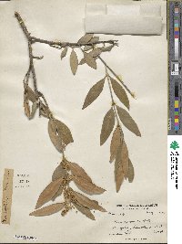 Olea europaea image