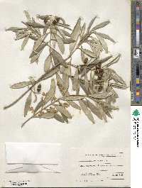 Olea europaea image