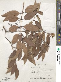 Image of Olea salicifolia