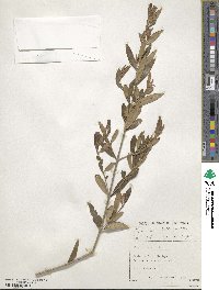 Olea europaea subsp. cuspidata image