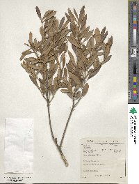 Olea europaea subsp. cuspidata image