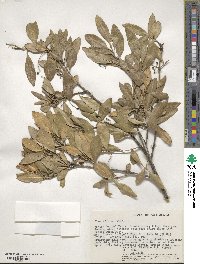 Olea europaea subsp. cuspidata image