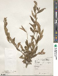 Olea europaea subsp. cuspidata image