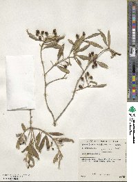 Olea europaea image