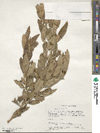 Olea europaea subsp. cuspidata image