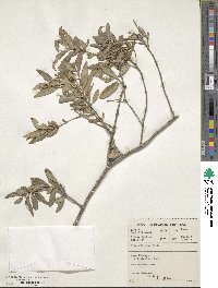 Olea europaea image