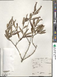 Olea europaea subsp. cuspidata image