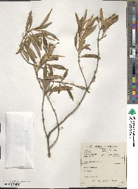 Olea europaea subsp. cuspidata image