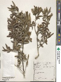 Olea europaea subsp. cuspidata image