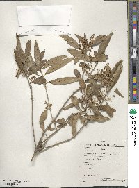 Olea europaea subsp. cuspidata image