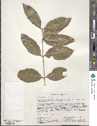 Image of Olea capensis