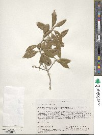 Olea capensis image