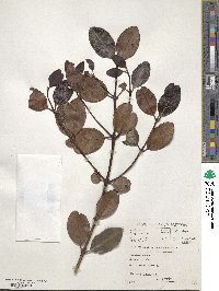 Olea capensis image