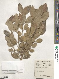 Olea capensis image