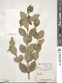 Olea capensis image