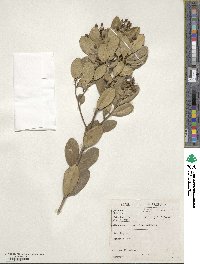 Olea capensis image