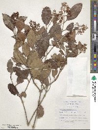 Olea capensis image