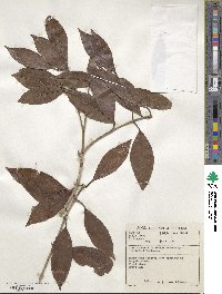 Olea capensis subsp. macrocarpa image